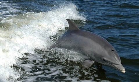 tursiops-australis-dolphin