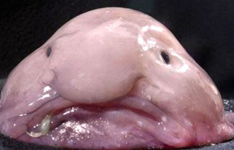 The ugly face of fish.