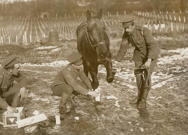 Army Veterinary Corps treated a wounded war horse (1916)
