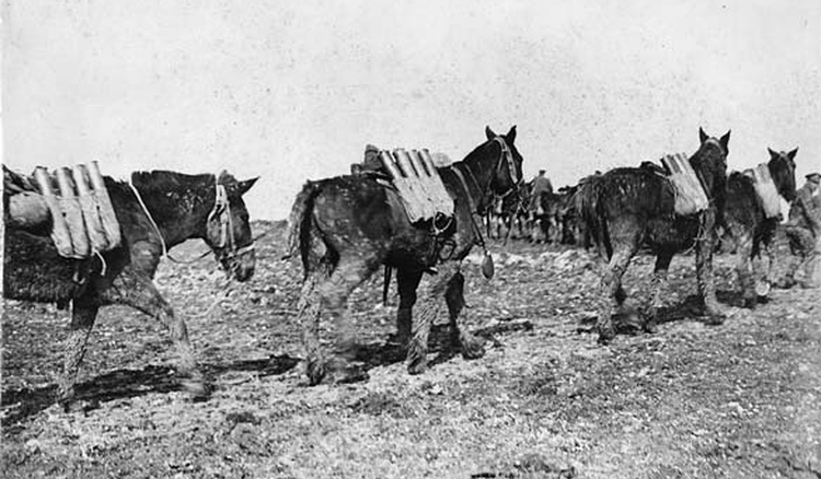Pack mules carrying ammunition