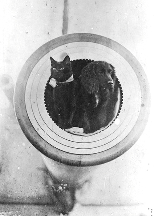 Make love not war. An adorable cat and dog duo aboard the battleship HMS Barham