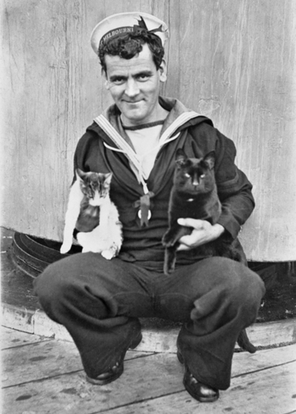 AB Raymond Stewart Haig on board HMAS Melbourne with two of the ship's cats. 