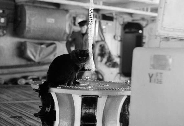 Ship's Cat Tiddles on board the HMS Victorious, July 1942