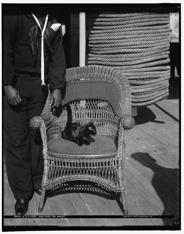 Miss Vixen was mascot aboard the gunboat USS Vixen