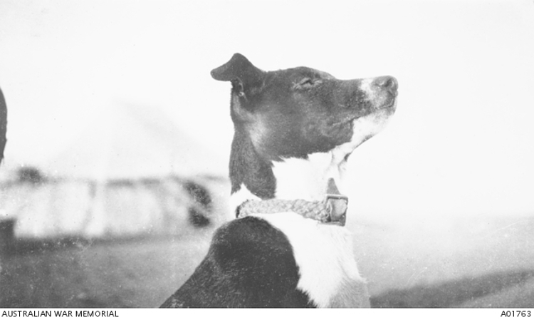 Cacolet-WWI-Dogs