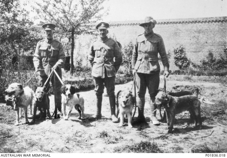 Messenger-Dogs-WWI-Dogs