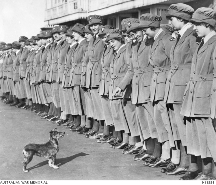 WRAF-WWI-Dogs