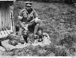 Brave Dogs in Service in World War I - Nerdalicious